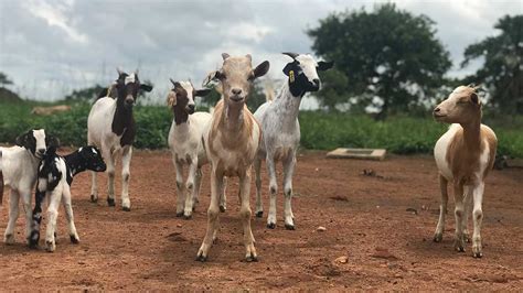 African Boer Goat Breeding - Hope 2 One Life