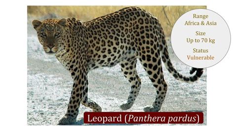 Panthera Genus ~ Neofelis Genus ~ Classification