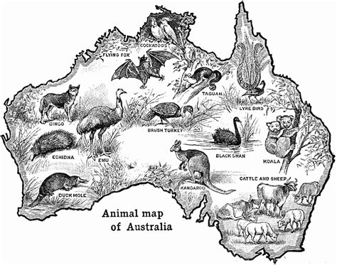 Animals of Australia