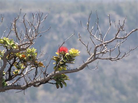 The cultural significance of ohia lehua - Hawaii Magazine