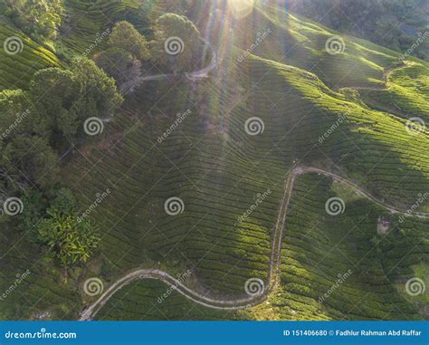 Beautiful Aerial View of the Tea Plantation at Golden Hour Stock Photo ...