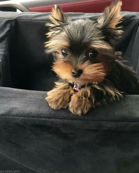 Cutest Yorkies here 😍🐶 on Instagram: “So cute 🥰 Follow 👉@cute_yorkiess ...