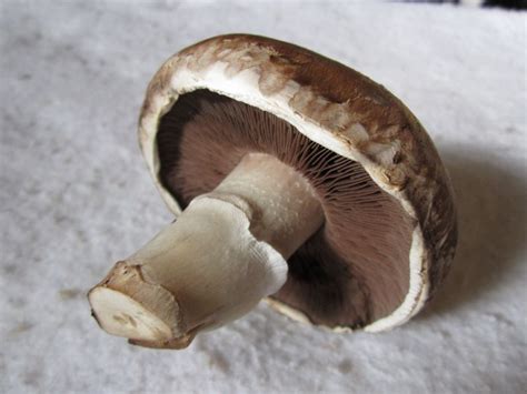 Common Mushroom - Agaricus bisporus: Nature's Restaurant: A Complete Wild Food Guide - Fields ...