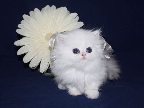 Pics Photos - Tiny Teacup Persian Kittens Available 25 Years Experience