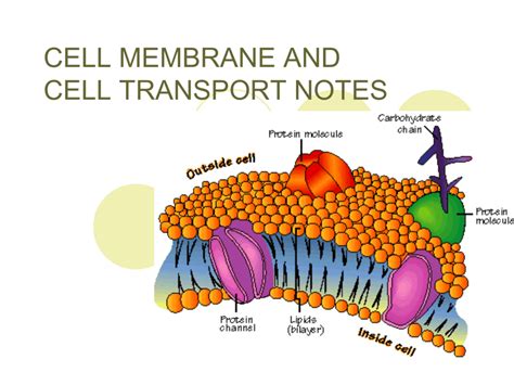 Concept Map Transport Across Cell Membrane