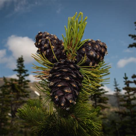 Whitebark Pine - Salish Mushrooms