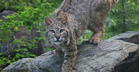 Bobcats in Florida: How Many Are There and Where Do They Live? - AZ Animals