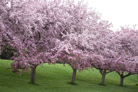 12 Fastest Growing Shade Trees For Small Yards - Tree Journey (2023)