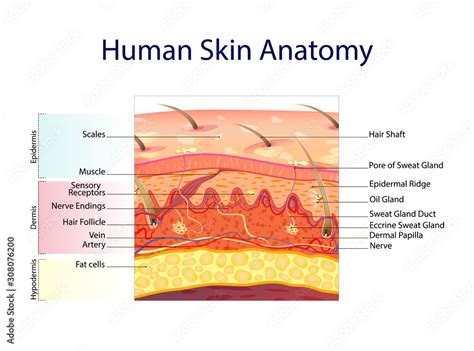 Human skin anatomy isolated on white background. Skin layers: epidermis, dermis, hypodermis ...