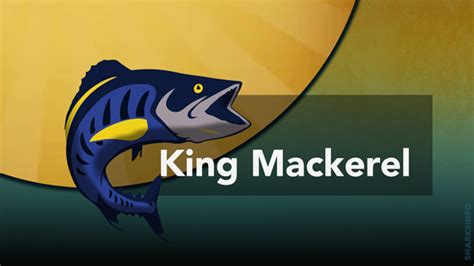 King Mackerel Facts & Information Guide – sharksinfo.com