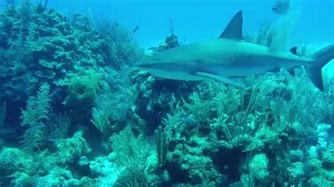 Belize Ambergris Diving - Blue Hole - Sharks - Rays - Turtles - YouTube