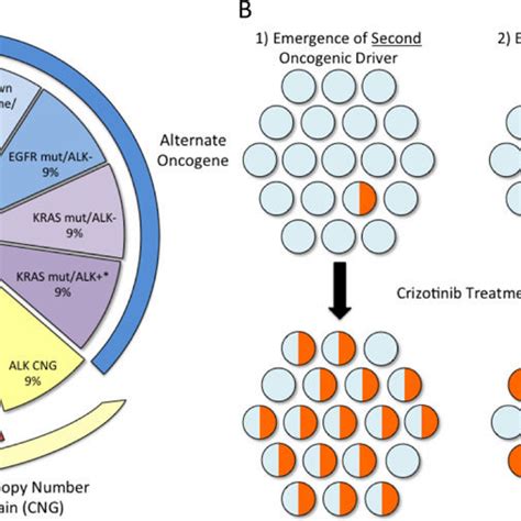 Relative frequencies of crizotinib resistance mechanisms in ALK+ NSCLC ...