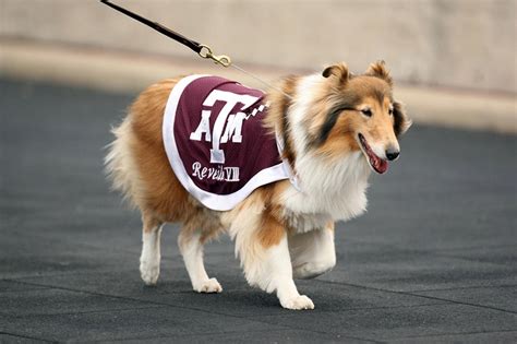 Texas A&M mascot Reveille VIII