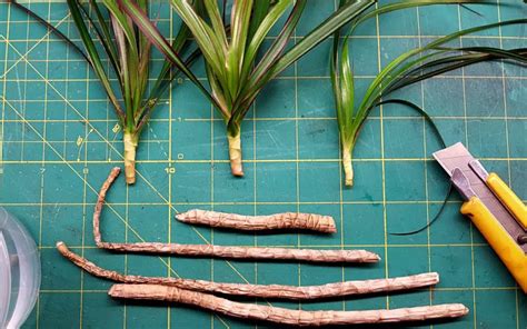 Can you grow a dragon tree from a cutting? - Plant Hardware