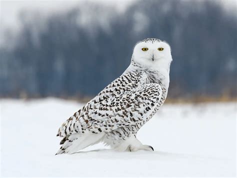 Snowy Owl Nesting (Complete Guide) | Bird Fact