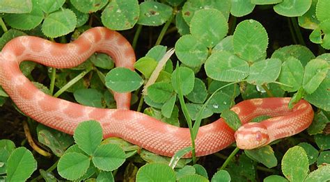 Corn Snakes: One of the Best Domestic Pets - PetHelpful