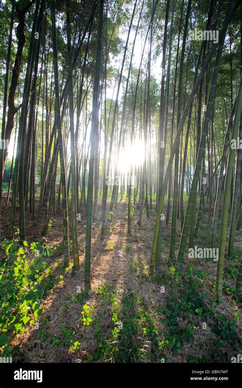 Bamboo forest in Anji, Zhejiang Province Stock Photo - Alamy