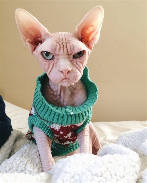 IG: @loki_the_sphynx - #angry #cat #cats #in #sphynx #sweaters in 2020 | Grumpy cat, Kittens ...