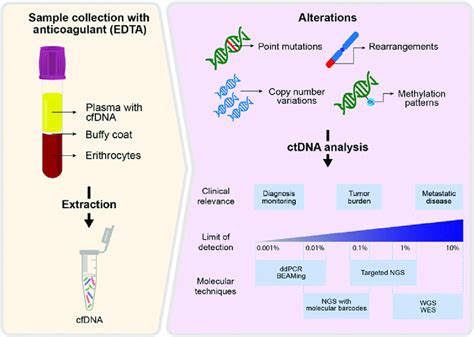 Schematic representation of ctDNA analysis. Plasma is processed for... | Download Scientific Diagram