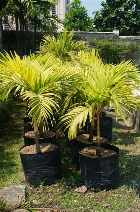 Golden Becha Palm Tree with FREE white plastic pot, pebbles and garden ...