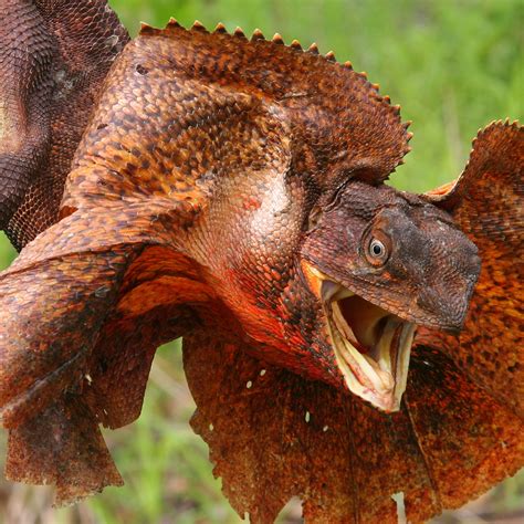 Frilled Lizard (Chlamydosaurus Kingii) | about animals