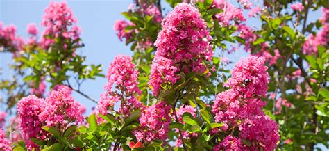 Summer Flowering Trees | Flower Power