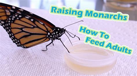 How Do Monarch Butterflies Drink Water? Best 16 Answer - Chiangmaiplaces.net