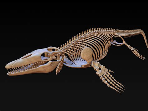 Mosasaurus skeleton model - TurboSquid 1228674