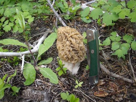 On mushroom hunting – Visit Southeast Idaho