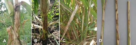 Symptoms of Rhizoctonia solani AG-1 IA on a different host. A and B ...