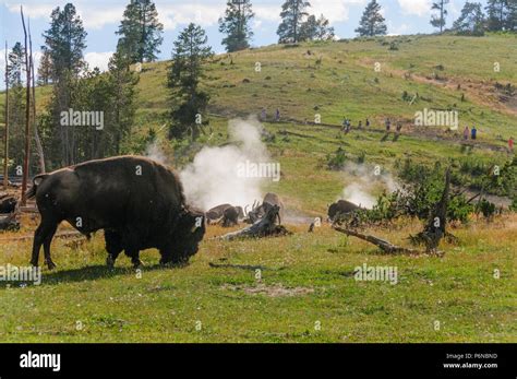 American Bison in Yellowstone Stock Photo - Alamy