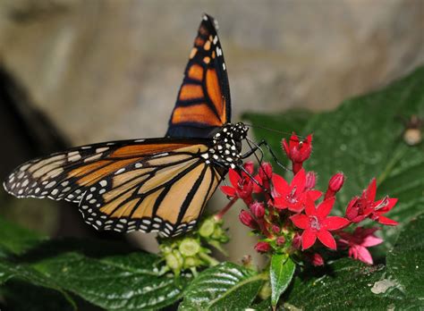 Danaus plexippus