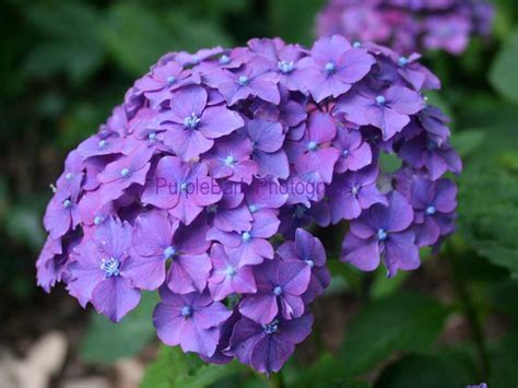 Purple Hydrangeas 1 Note Card