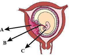 Explain the of each of the following.(a) Coleorhiza (b) Umbilical cord (c) Germ pores