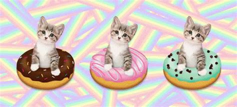 Cat Cats GIF - Cat Cats Donuts - Discover & Share GIFs