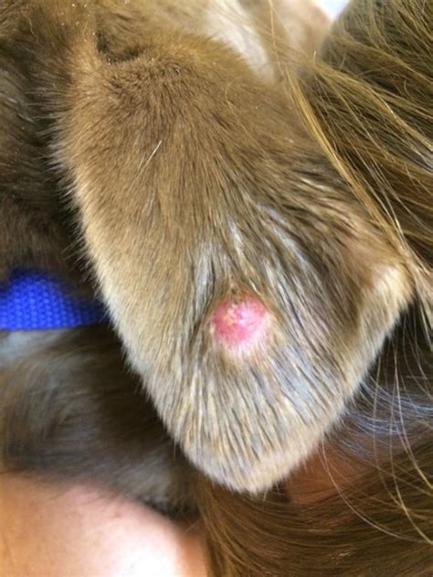 Dog Ear Flap Issues: Cysts, Lumps & Bumps [With Pictures]