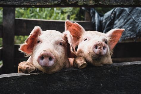 What are the common pig breeds for a piggery project? - Tremhost News