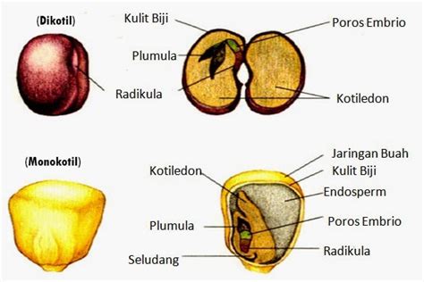 Perbedaan Tumbuhan Monokotil dan Dikotil Beserta Penjelasan dan Contohnya Lengkap – Pelajaran ...