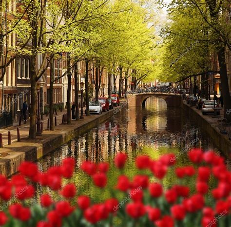 Amsterdam city with red tulips against canal in Holland — Stock Photo © samot #57071797