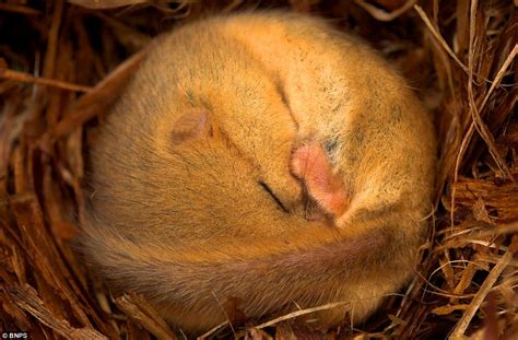 Shhhhh! I'm fast asleep: Gardener finds hibernating dormouse dozing in ...