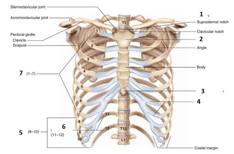 Rib Cage Diagram Labeled