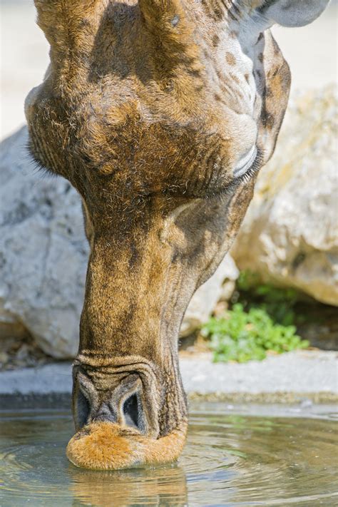 Drinking giraffe | And this giraffe was drinking! ;) | Tambako The ...