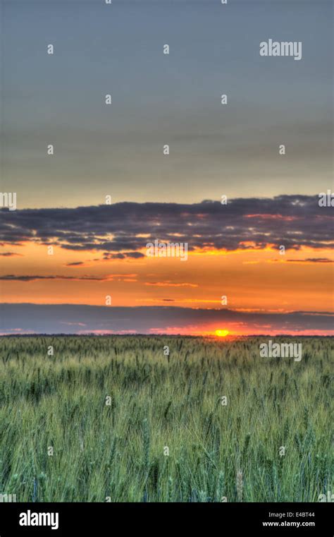 Wheat and sunset Stock Photo - Alamy