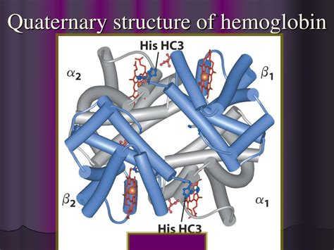 PPT - PROTEIN FUNCTIONS PowerPoint Presentation, free download - ID:6076468