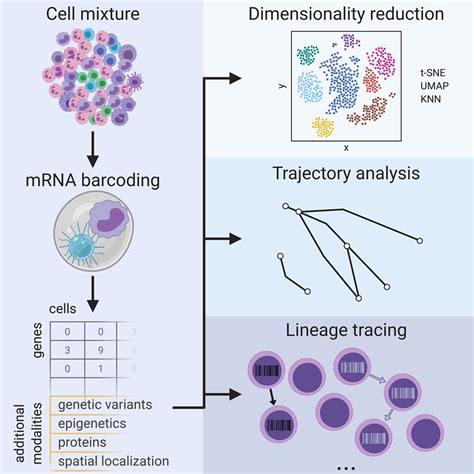 Single-Cell RNA Sequencing to Disentangle the Blood System | Arteriosclerosis, Thrombosis, and ...