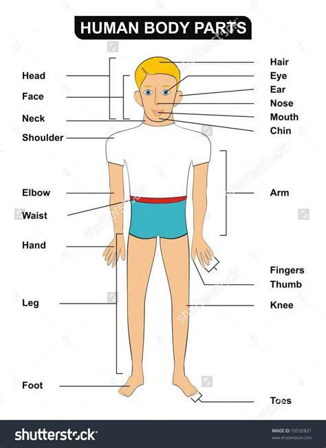 List Of Human Body Parts ~ Ks2 Ks1 Organs | Boditewasuch