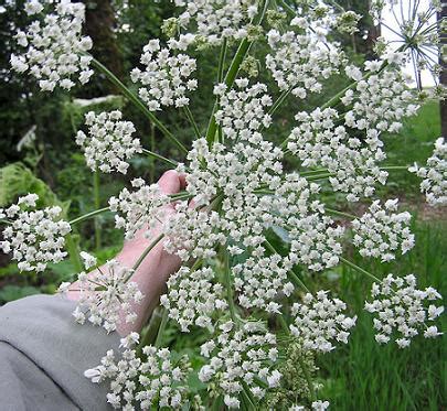 The Wild Garden: Hansen's Northwest Native Plant Database