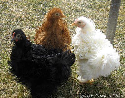 Frizzle Feathered Chickens: The Divas of the Chicken World