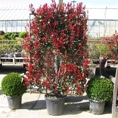 Photinia Fraseri Red Robin Robusta Compacta 100cm x 150cm Frame 30ltr Pot | Backyard landscaping ...