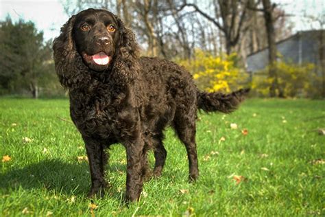 American Water Spaniel Dog Breed Information